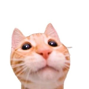 Meet your Posher, Jess